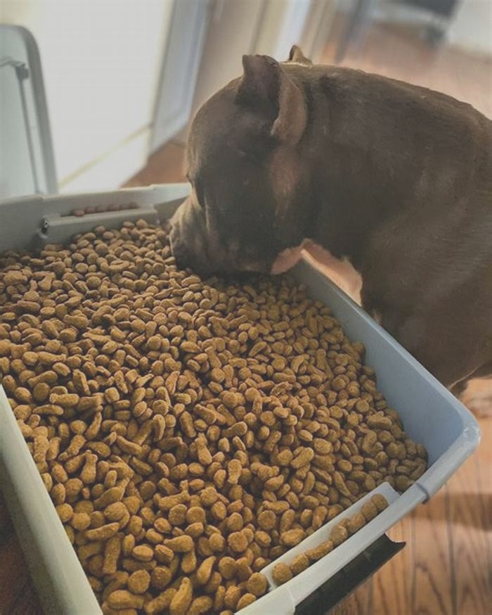 best dog food for 10 year old pitbull