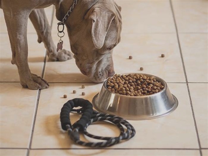 best dog food for 4 month old pitbull