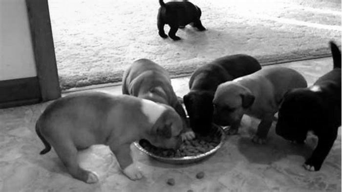 best dog food for 6 week old pitbull