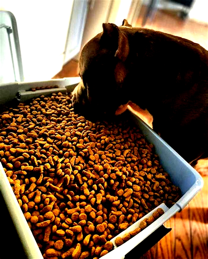 best dog food for 7 year old pitbull