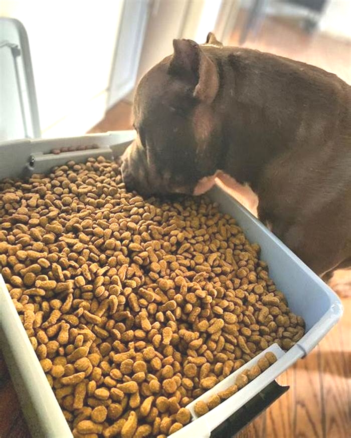 best dog food for 8 year old pit bull