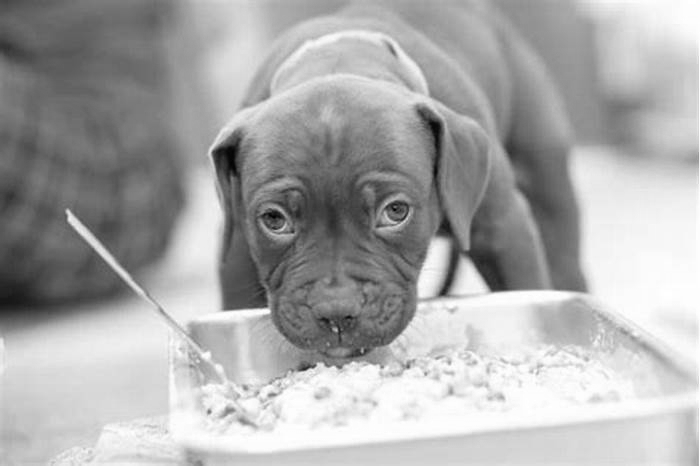 best dog food for baby pitbulls