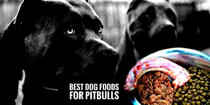 best dog food for blue nose pitbull with allergies