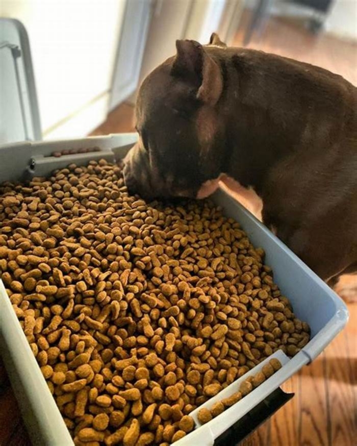 best dog food for pitbull coat