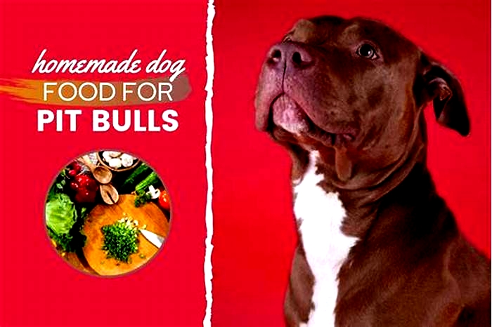 best dog food for pitbull lab mix