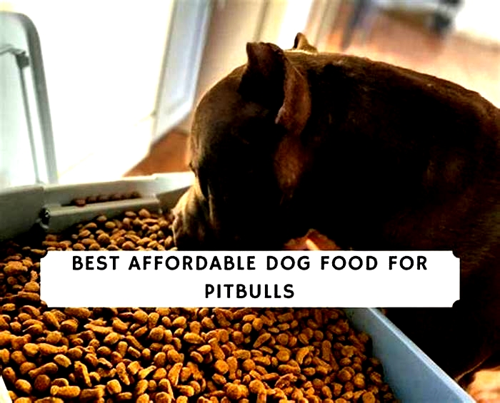 best dog food for pitbull philippines