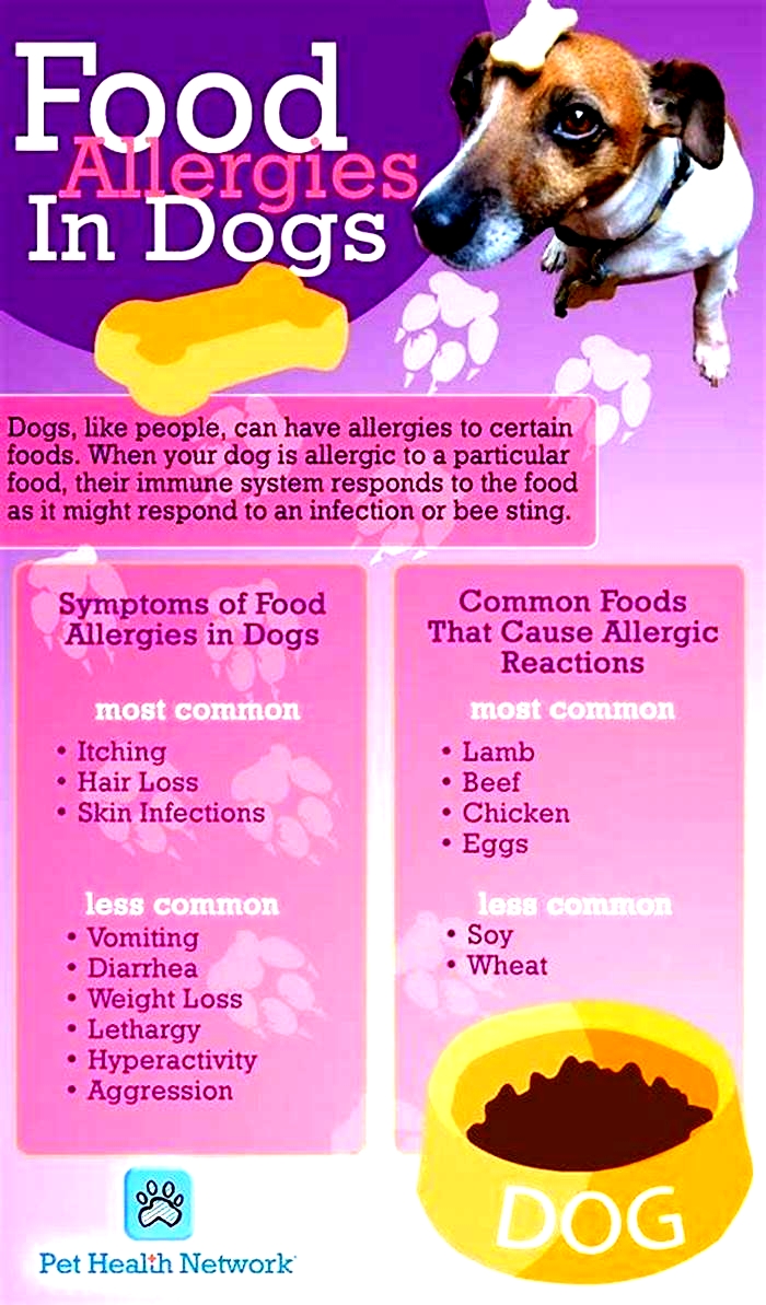 best dog food for pitbull skin allergies