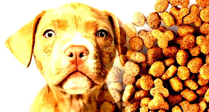 best dog food for pitbulls 1 year old