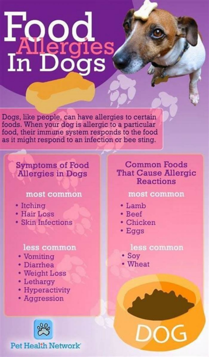 best dog food for pitbulls with allergies