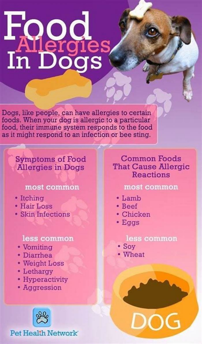 best dog food for pitbulls with food allergies