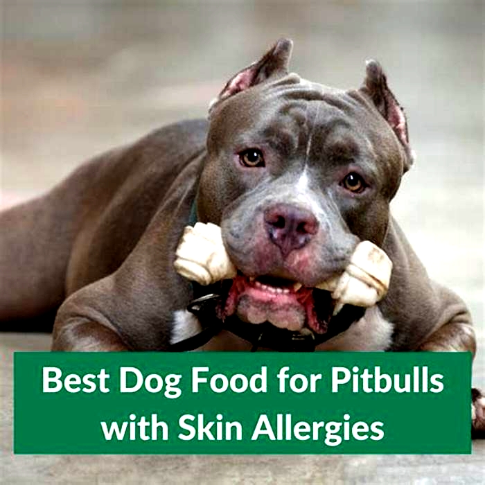 best dog food for pitbulls with skin problems