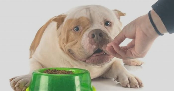 best dog food for pregnant pitbull