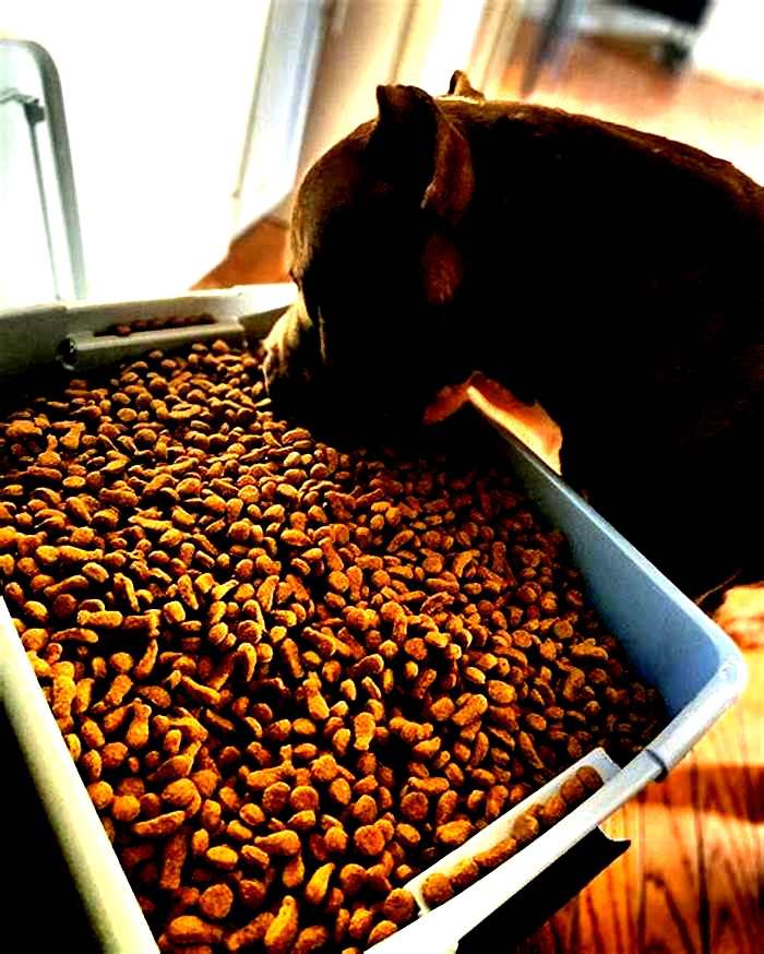 best dry dog food for adult pitbulls