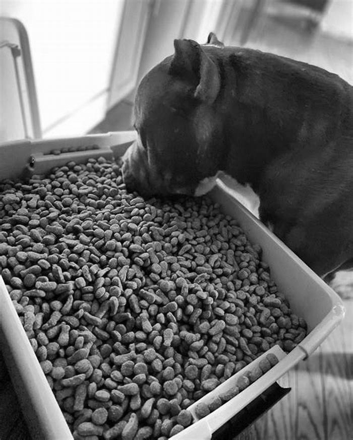 best dry dog food for pitbulls