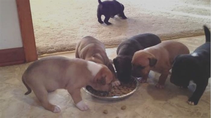 best puppy food for 6 week old pitbull