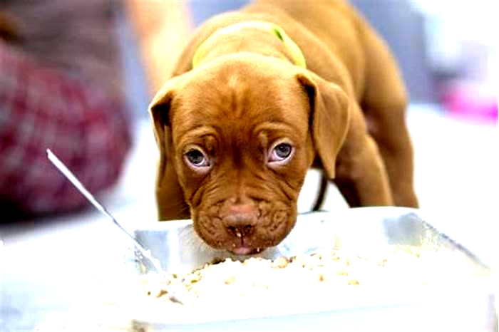 good dog food for baby pitbulls