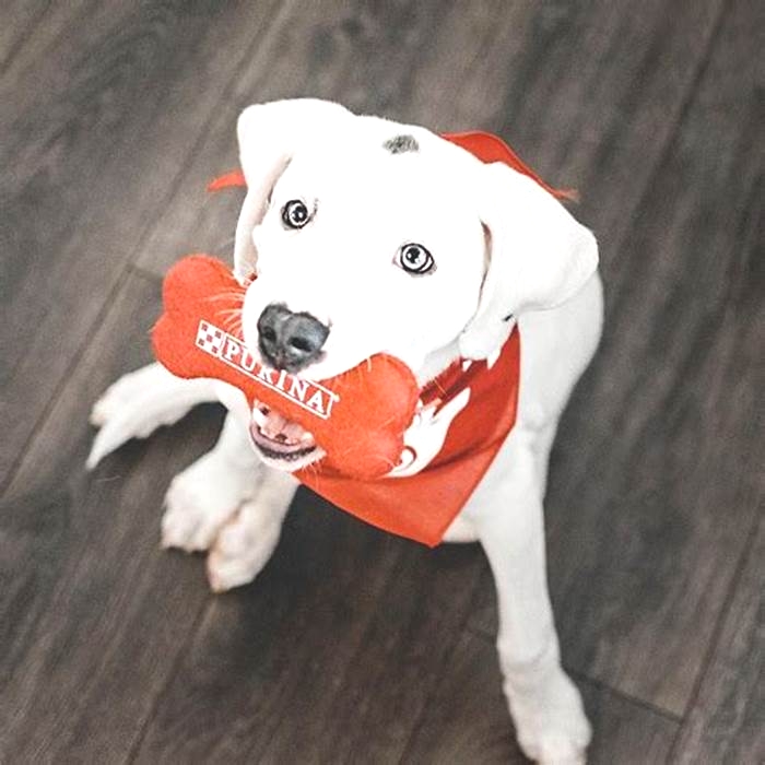 good dog food for pitbulls at petsmart