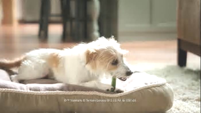 greenies dog dental chews commercial