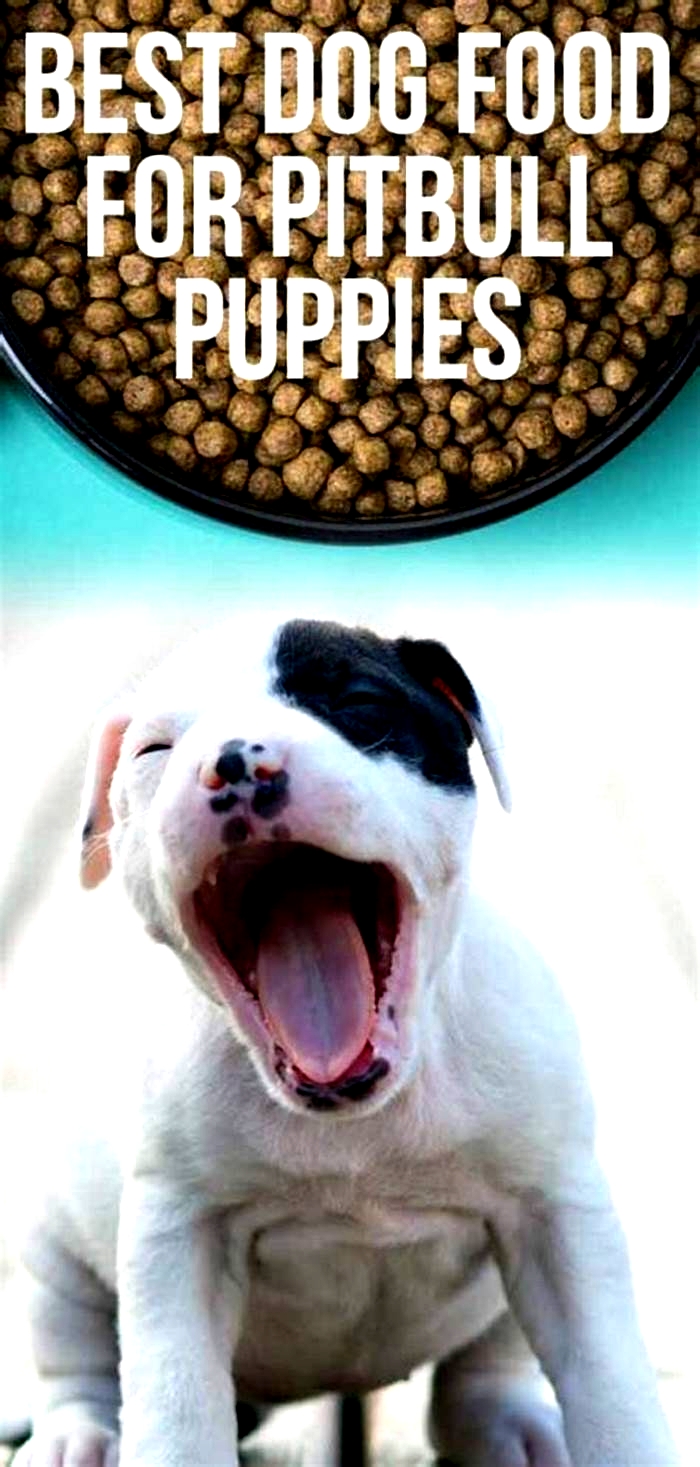 what is the best dog food to give a pitbull