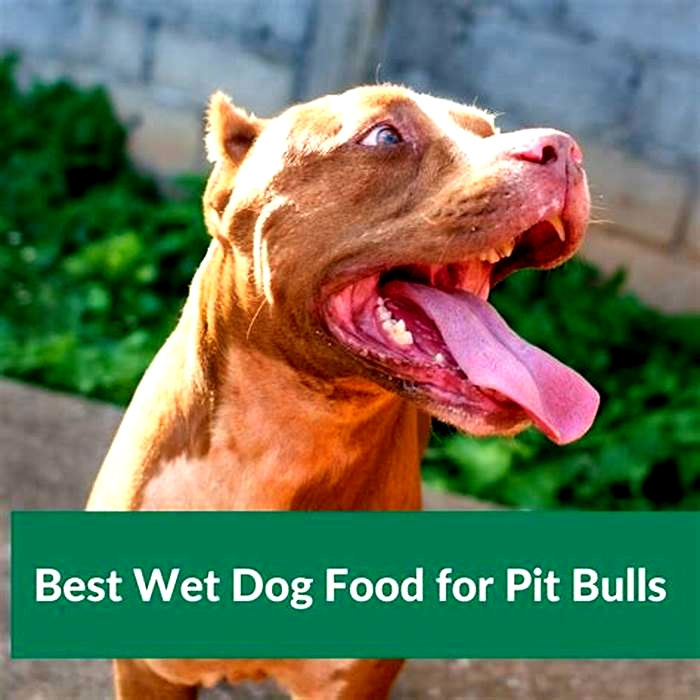 what is the best wet dog food for pitbulls