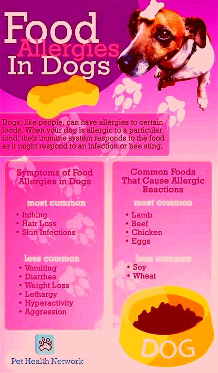 what s the best dog food for pitbulls with allergies